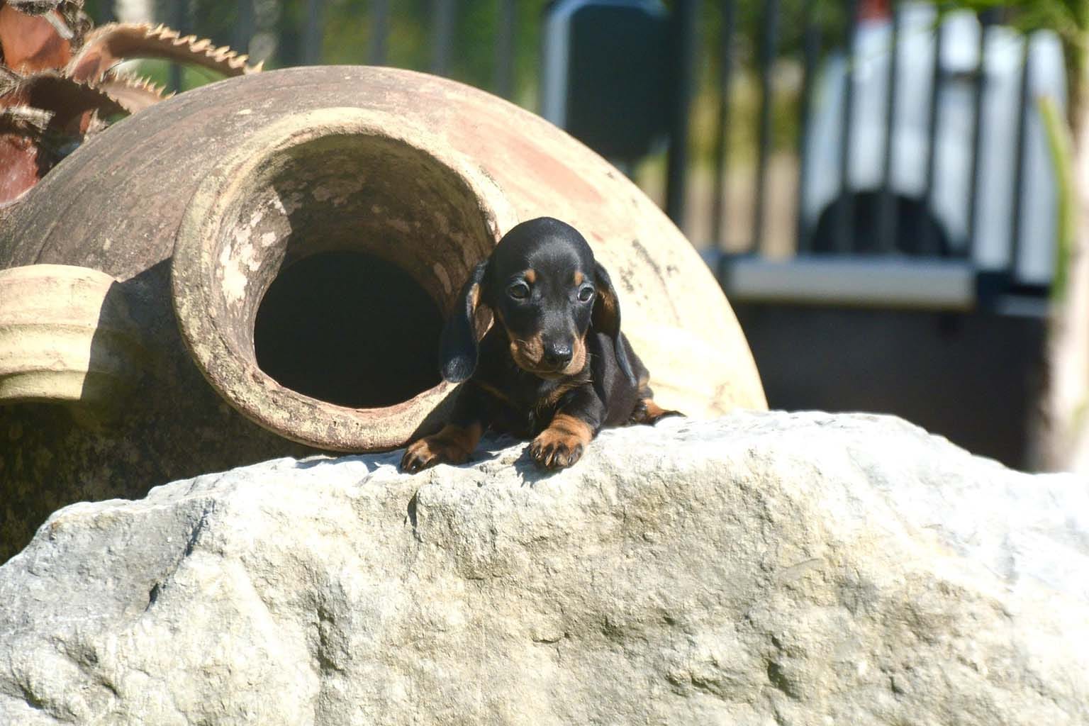 Cuccioli di Bassotto (16)