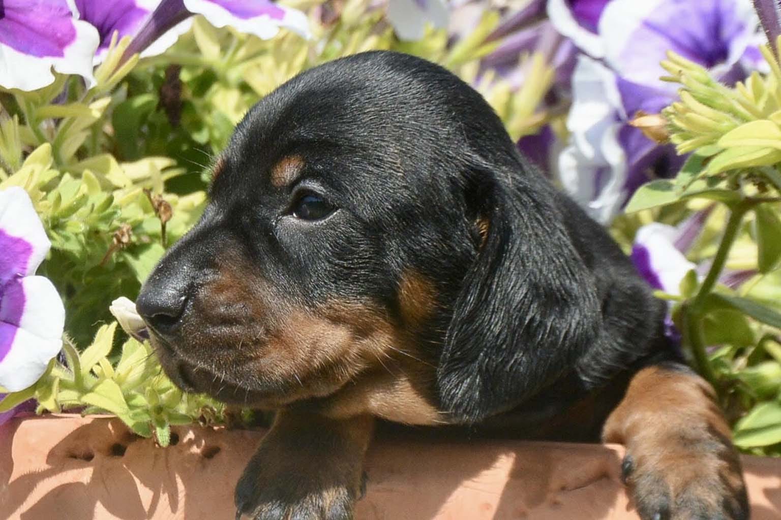 Cuccioli di Bassotto (17)