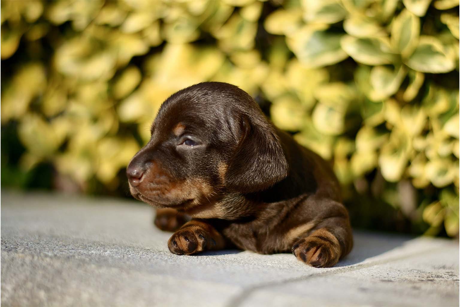 Cuccioli di Bassotto (24)