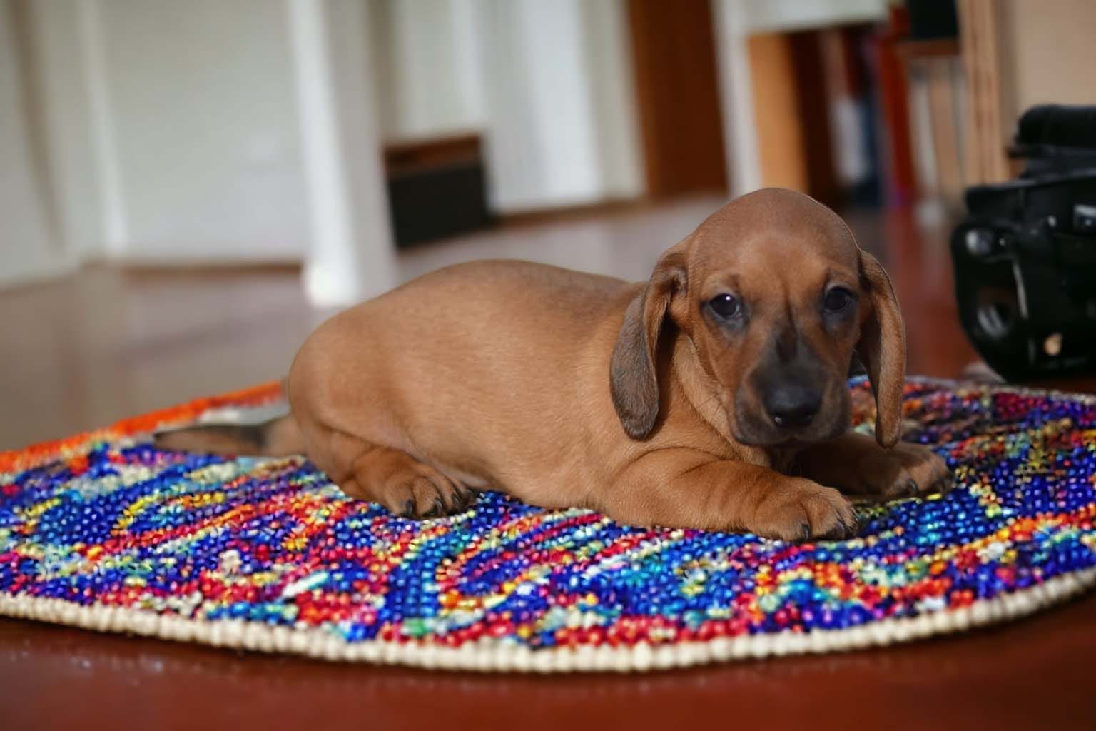 Cuccioli di Bassotto (26)
