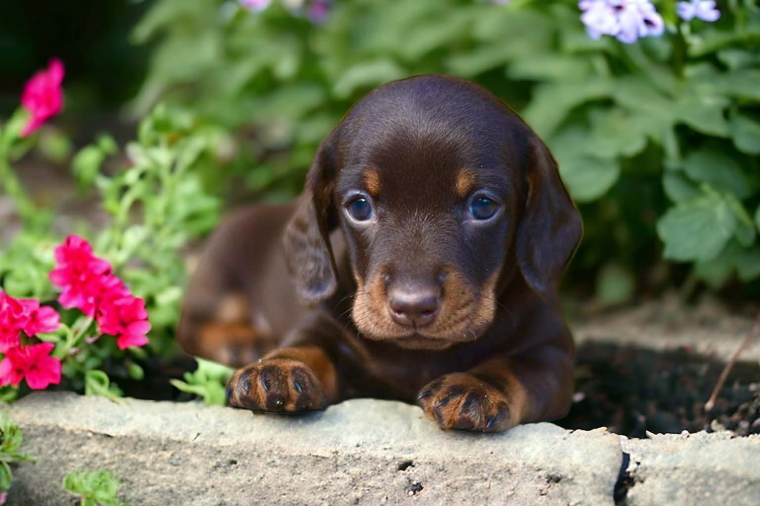 Cuccioli di Bassotto (27)