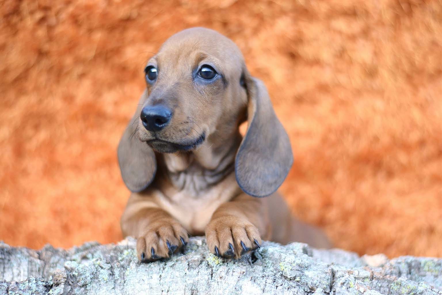 Cuccioli di Bassotto (29)