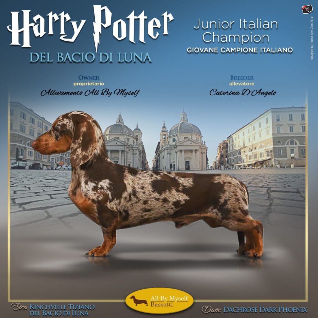 HarryPotter