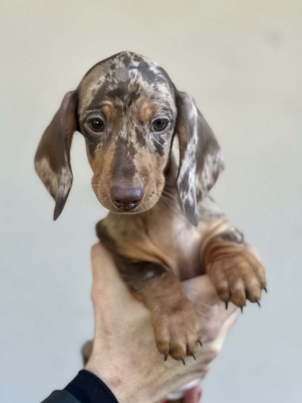 cucciolo di bassotto (1)