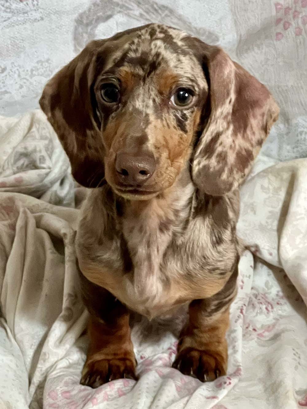 cucciolo di bassotto (3)